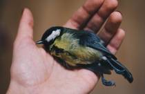 A hand holding the body of a bird that died after a collision with a window