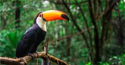 Toucan tropical bird sitting on a tree branch
