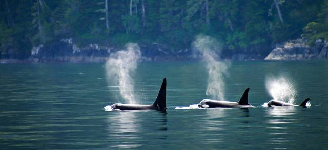 Three killer whales at Vancouver island, British Columbia, Canada