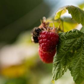 A bee on a raspberry at the UBC farm