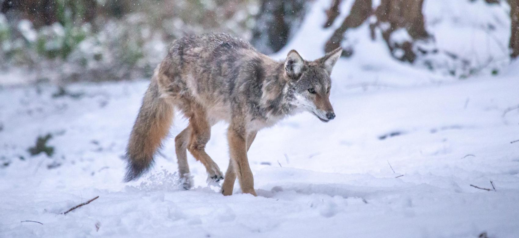 Kip, UBC's resident coyote, walks through snow