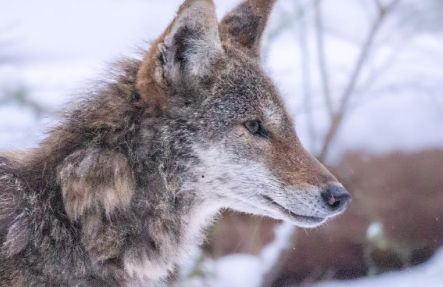 A young coyote