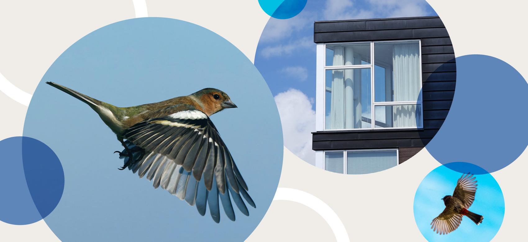 An illustration showing birds flying into windows