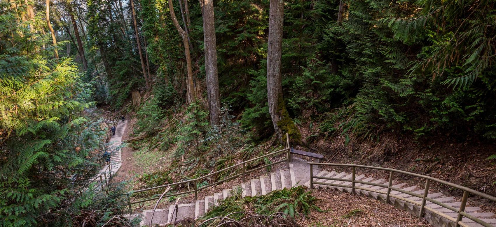 A trail between large trees in Pacific Spirt Park, an urban forest in Vancouver