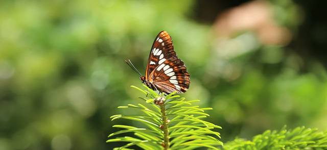 A butterfly is depicted in profile.