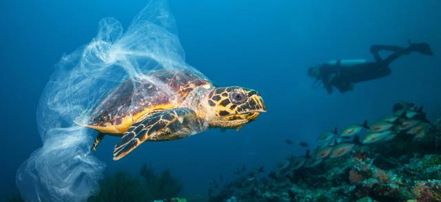 Sea turtle swimming next to tiger with plastic bag caught in its shell