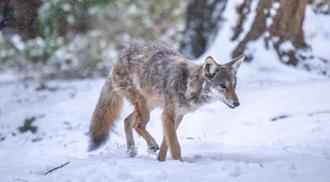 Kip, UBC's resident coyote, walks through snow