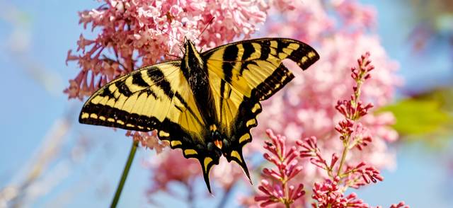Western Tiger Swallowtail Butterfly in a garden