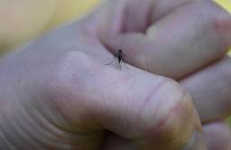 Photo of a mosquito biting someone on the hand
