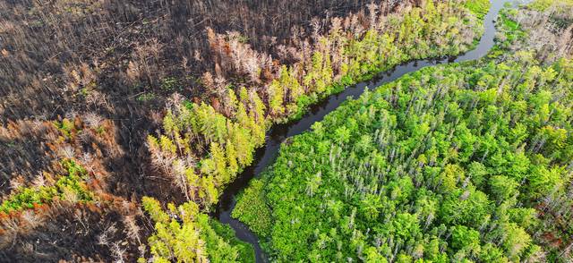 Aerial view a wetland stillwater surrounded by wildfire damage.