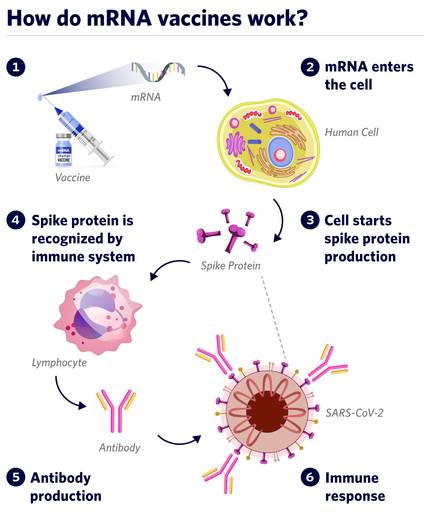 Illustration infographic showing how mRNA vaccines work to fight COVID-19