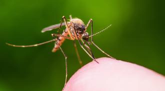 A close-up photo of a mosquito biting someone's finger