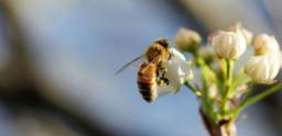 A honeybee gathers pollen from a white flower