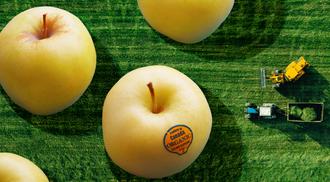 Aerial view of large apples with an "organic" label, overlaying an image of tiny agricultural vehicles on a field.