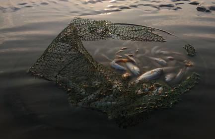 Fish caught by a fisherman in a developing country are kept in a small net in the water