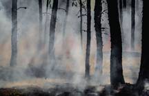 A forest fire burns in amongst trees, causing smoke