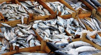 Fresh fishes in wood crates basket in a fish market.