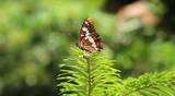 A butterfly is depicted in profile.