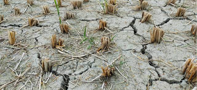 Dry land because of water scarcity due to climate change.