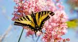 Western Tiger Swallowtail Butterfly in a garden