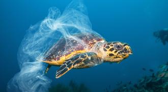 Sea turtle swimming next to tiger with plastic bag caught in its shell