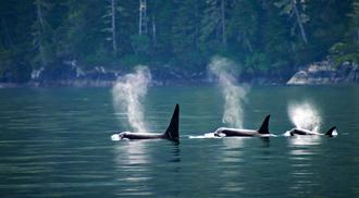 Three killer whales at Vancouver island, British Columbia, Canada
