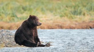 A Grizzly bear sitting on the banks of a river.