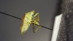 A close-up view of an insect, providing data on how many of each type were on each tree.