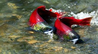A wild red salmon couple in a river.