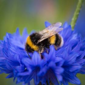 A bumblebee on a blue flower
