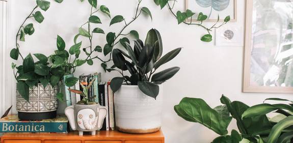 Several indoor houseplants sit on a table away from any windows