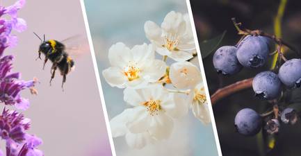 Images of a bumblebee, apple blossoms and organic blueberries