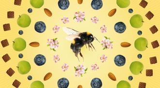 An illustration showing how insect biodiversity affects the foods we eat