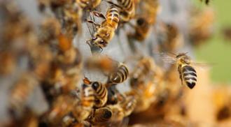 Honeybees fly around a hive