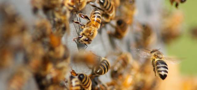 Honeybees fly around a hive