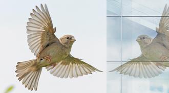A photo illustration depicting a bird about to fly into a window