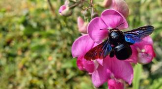 Close-up of a Xylopa (Carpenter Bee or lonely Bee) foraging sweet pea flowers
