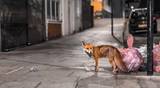 A fox roaming the streets in search for food left by people in garbage bags.