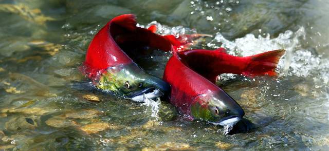 Two red salmon in a river.