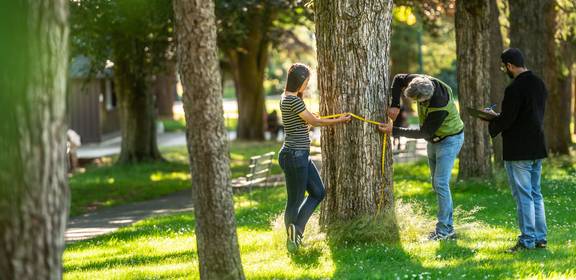 Three people measure a tree in their neighbourhood