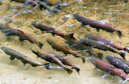 Chinook salmon spawning